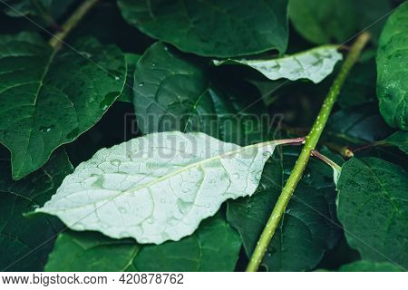 Vivid Minimalist Nature Background With Dew Drops On Green Leaves Close Up. Beautiful Green Minimal 
