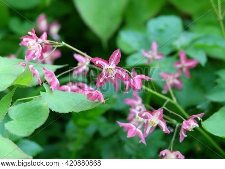 Epimedium Rubrum Flowers Or Flower Elves, Macro Photography, Selective Focus, Blurred Background, Ho