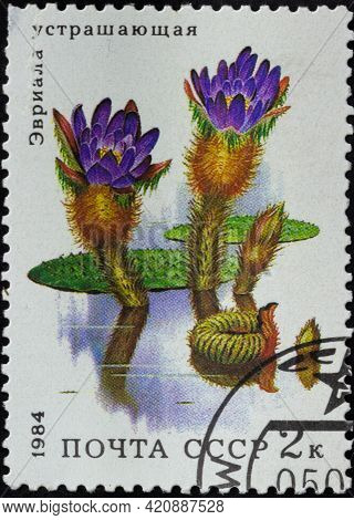 Ussr - Circa 1984: Postage Stamp 'prickly Water Lily Or Euryale Ferox'. Series: 'aquatic Plants' By 