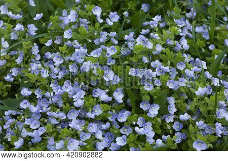 Spring Background Of Delicate Blue Small Flowers Of Veronica Filiformis Among Green Grass, Selective
