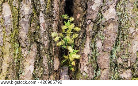 A Branch Of A Spring Willow With Gray Fluffy Earrings In The Hollow Of A Tree