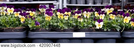 Bunner Seedlings Of Pansies Purple-yellow In Pots In The Garden Center On The Shelfseedlings, Bunner