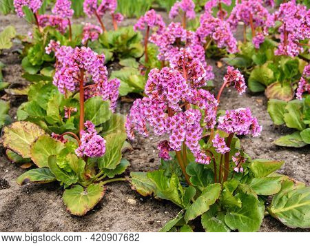 Pink Blossoming Frankincense Flower, Bergenia Crassifolia Closeup.