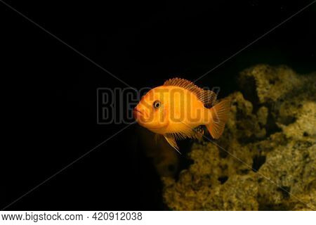 Aquarium Fish On A Dark Background. Electric Yellow Afican Cichlid Fish - Labidochromis Caeruleus.