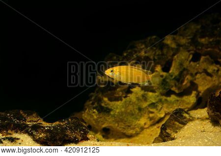 Aquarium Fish On A Dark Background. Electric Yellow Afican Cichlid Fish - Labidochromis Caeruleus.