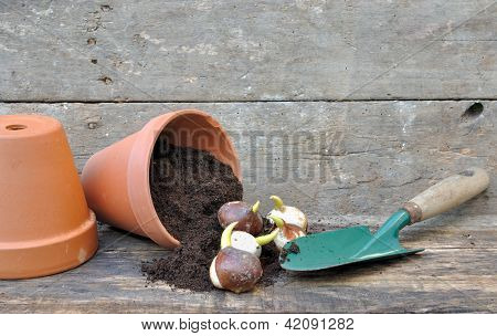 Piantagione di bulbi di tulipano