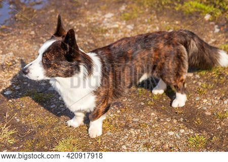 Purebred Beautiful Two-colored Corgi Dog With Brown Color In Profile.