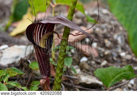 Arisaema Speciosum 
