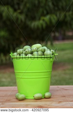 Summer Harvest Miniature Mexican Watermelons - Melothria Scabra