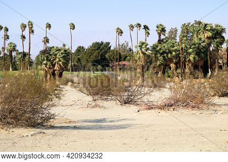 Creosote Shrubs On A Sandy Plain With A Manicured Landscape Beyond Including Palm Trees Taken Where 