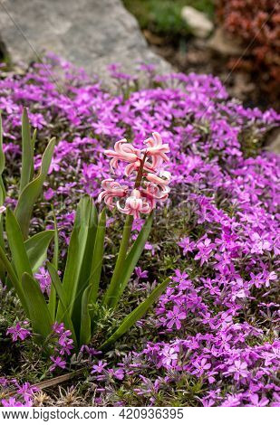Blooming Hisacinths Among Lilac Aubrieta Deltoidea Flowers In The Summer Garden
