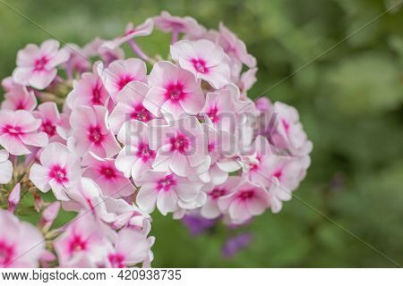 Pink Flowers, Phlox Close-up, Summer Background With Pink Flowers