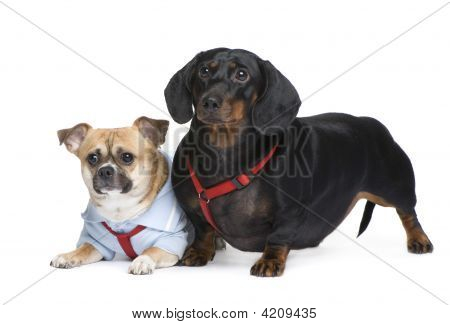 คู่ของ Dachshund เป็นพันทาง