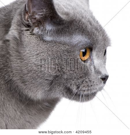 Chartreux (18 mesi)