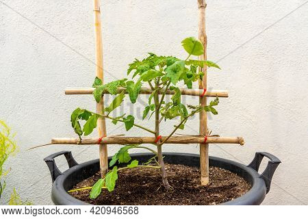 View Of A Tomato Plant In Full Growth Attached By Red Ties To A Structure Of Reeds In The Urban Gard