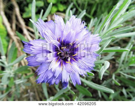 Lila bloem geel-blauwe en groene achtergrond