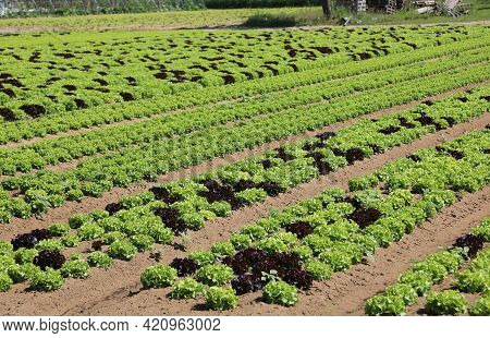 Intensive Cultivation Of Fresh Green Lettuce On The Fertile Sandy Soil