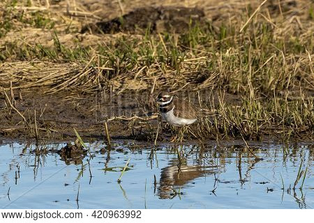 The Killdeer (charadrius Vociferus) On A  Coastal Wetlands