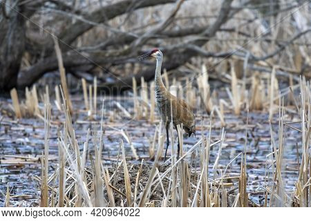 The Sandhill Crane (antigone Canadensis) Near The Nest Natural Scene From Wisconsin During Nesting
