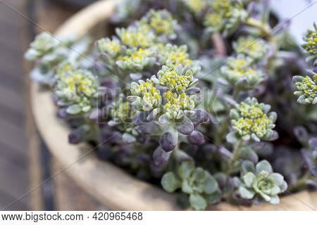 Sedum Of Pale Green Color With Yellow Flowers In A Clay Pot. Fragment Of Decoration Of Garden