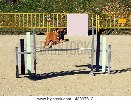 Hond zijn schreden te doen