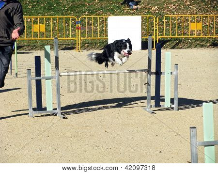 Hond zijn schreden te doen