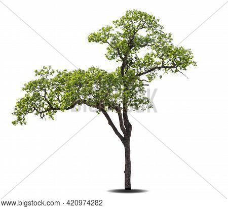 Isolated Green Tree On White Background, Trees Isolated On White Background, Tropical Trees Isolated