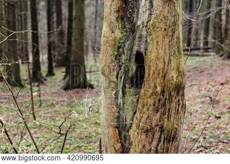 Hollow Inside A Dead Tree In The Forest.