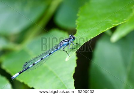 Damselfly blu comuni