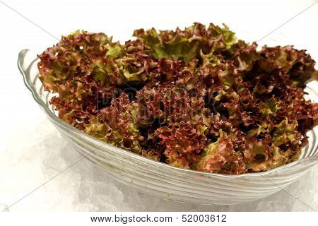 Red Cabbage Lettuce Head