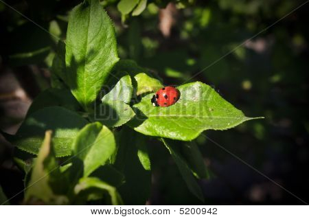 Coccinelle