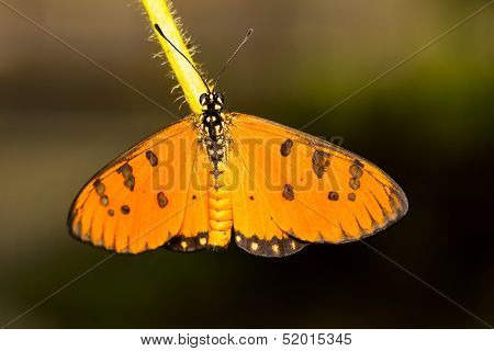 Tawny Coster Butterfly