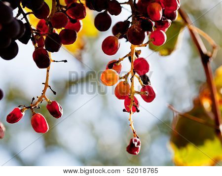 Dried Bunch Of Red Grapes