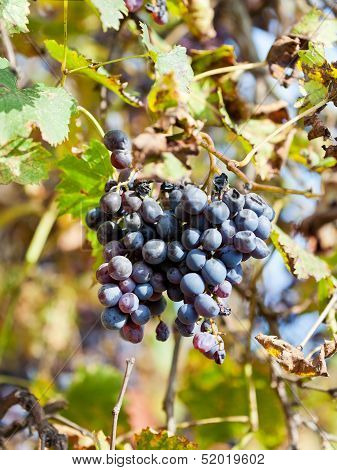 Dried Grapes Bunch At Vineyard