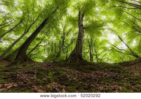 Shiny Forest
