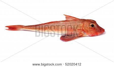 Red Gurnard Fish