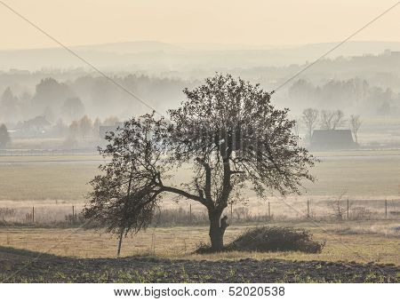Lonely Tree In Misty Landscape