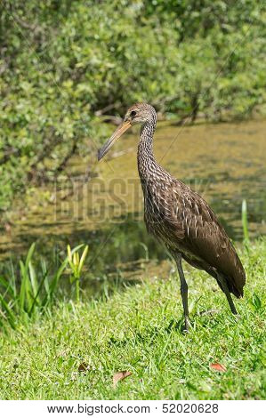 Limpkin Bird (aramus Guarauna