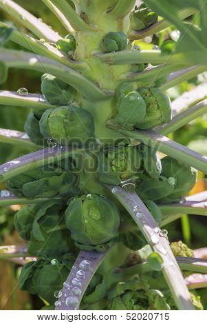 Brussels Sprouts Growing On A Plant