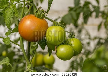 Ecological Homegrown Unripe Tomatoes