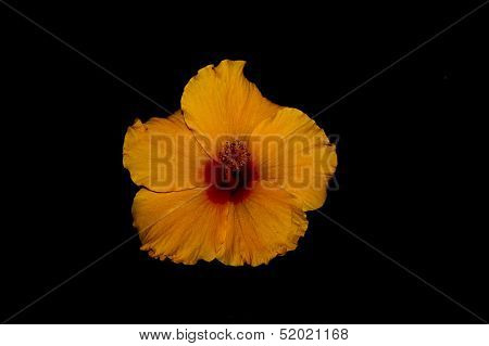 Orange Hibiscus Flower In Black Background