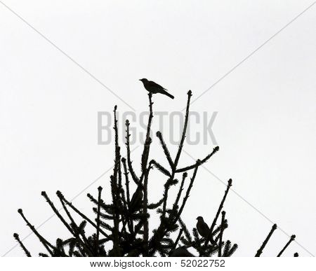Birds Silhouettes On Tree Branches