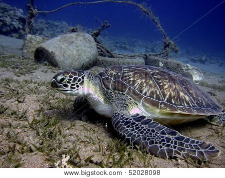 Green turtle