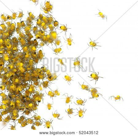 Spiders isolated on the white 