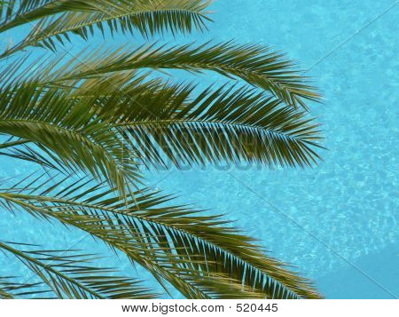 Piscina di foglie di Palma