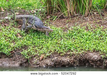 Wild Water Monitor Crawling Near The Swamp Hunting For A Prey