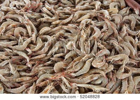 Todays Catch Fresh Shrimps