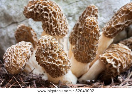 Black Morels