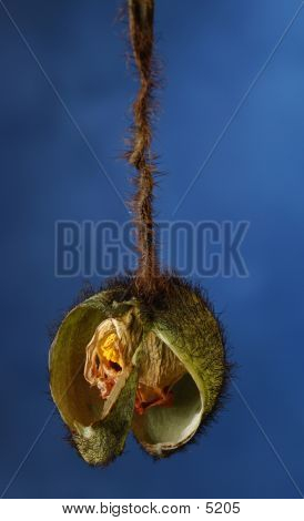 Poppy_21326