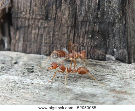 Red Ant